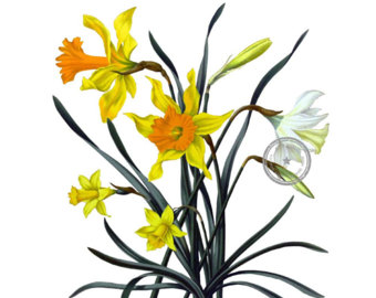 340x270 Daffodil Wreath Cliparts 200861