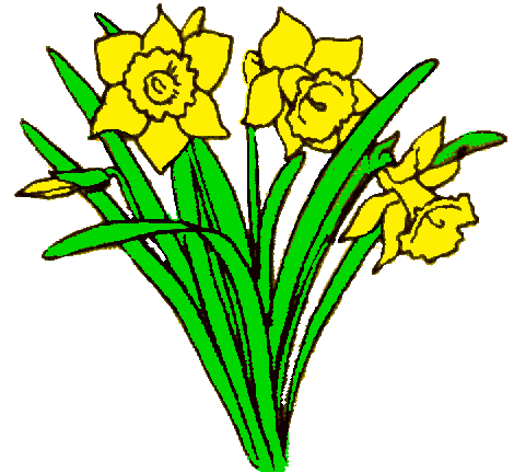 470x431 Gallery For Daffodil Clip Art Clipart Panda