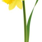 150x150 Interesting Inspiration Daffodil Clip Art Transparent Grass