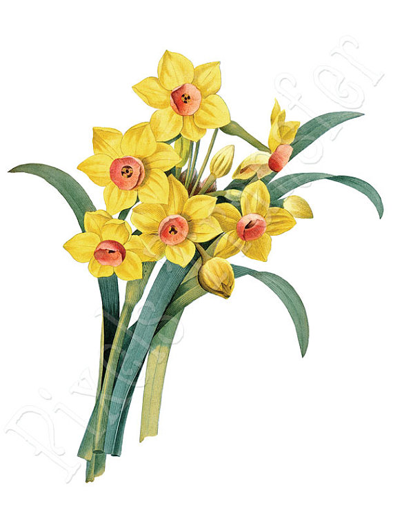 570x737 Daffodils Instant Download Digital Wedding Clipart, Vintage