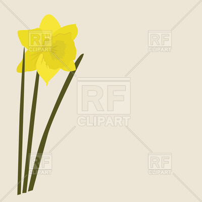 400x400 Daffodil