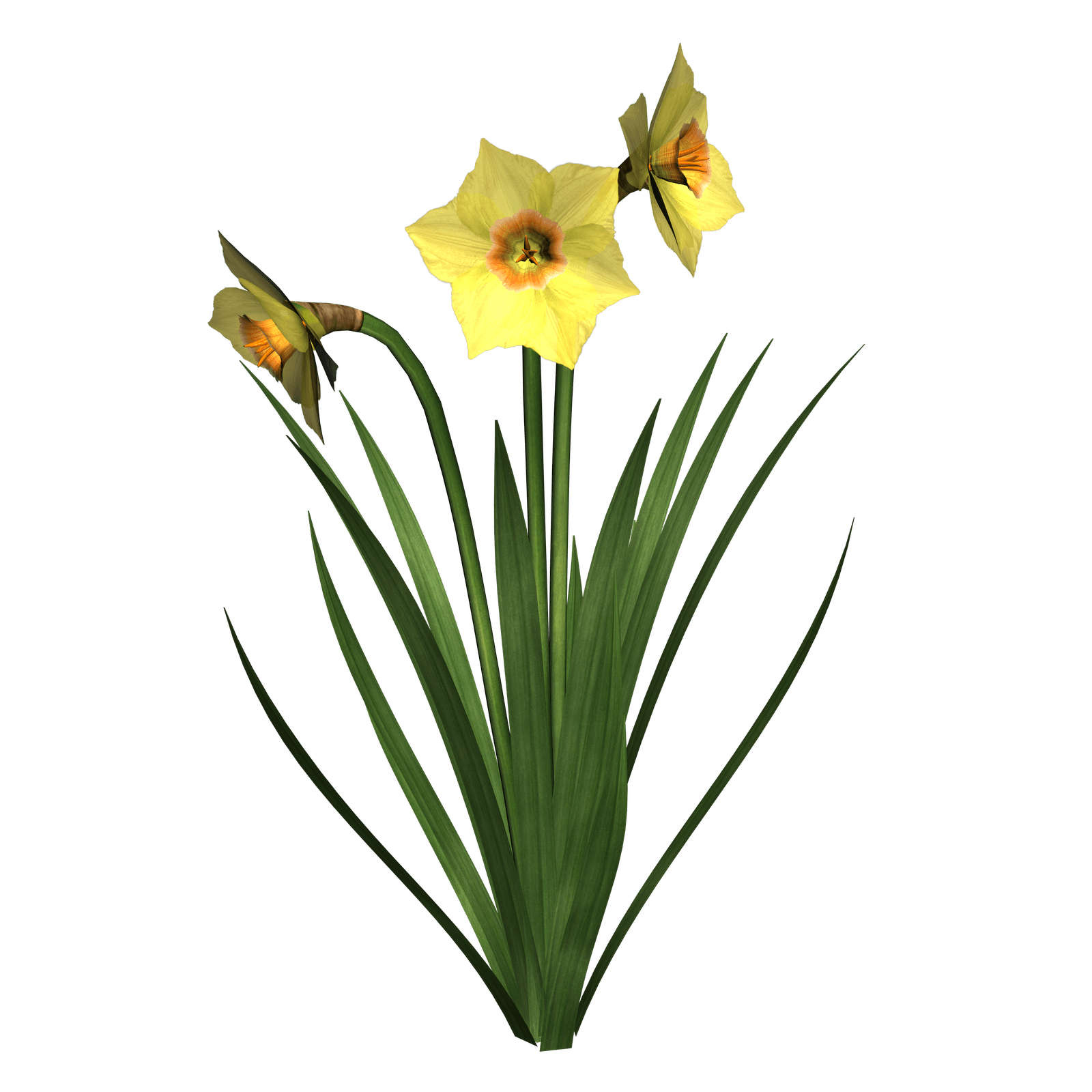 1600x1600 Daffodil Border Cliparts