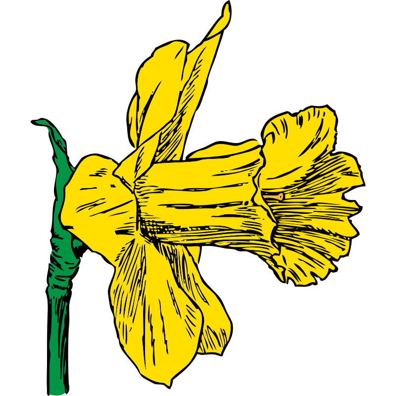 800x800 Daffodil Clip Art