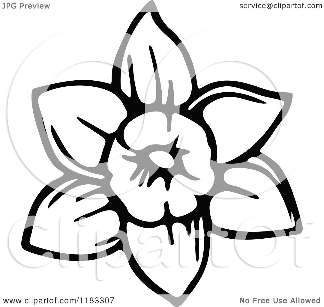 1080x1024 Clipart Of A Black And White Daffodil Flower