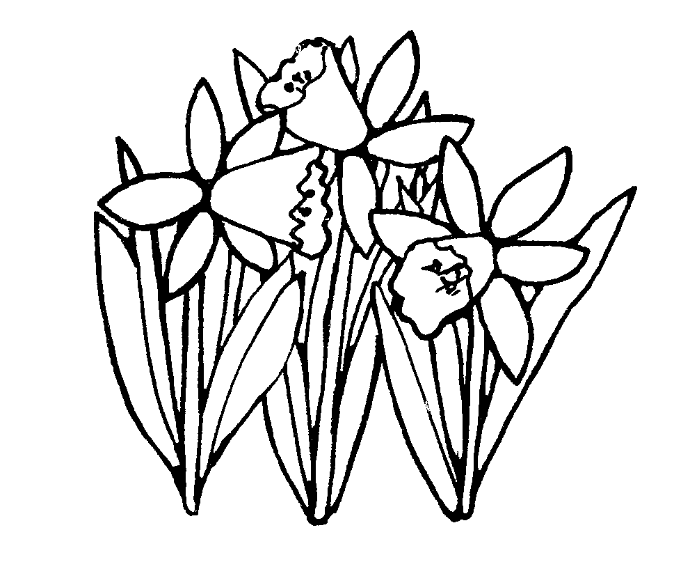 969x817 Free Black White Daffodil Clip Art
