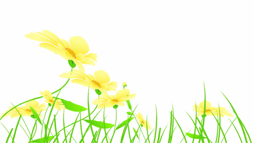 852x480 Daffodil Flower In Grass With Moving Clouds Stock Footage Video