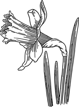 272x368 Daffodil Free Vector Download (17 Free Vector) For Commercial Use