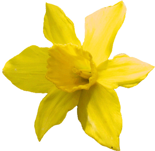 500x487 Daffodils Clipart