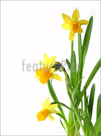 337x450 Daffodils On White Image