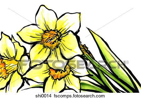 450x317 Drawings Of Daffodils Shi0014
