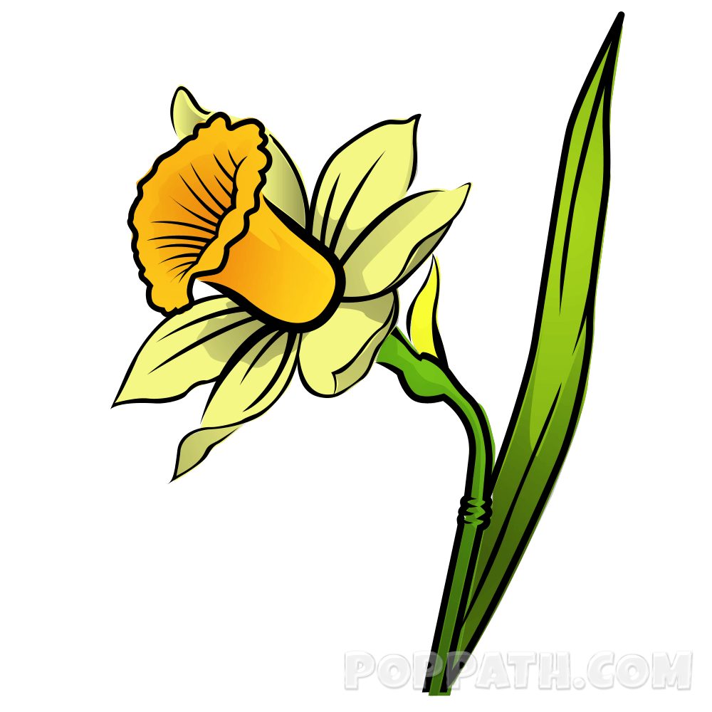1000x1000 How To Draw A Daffodil Pop Path