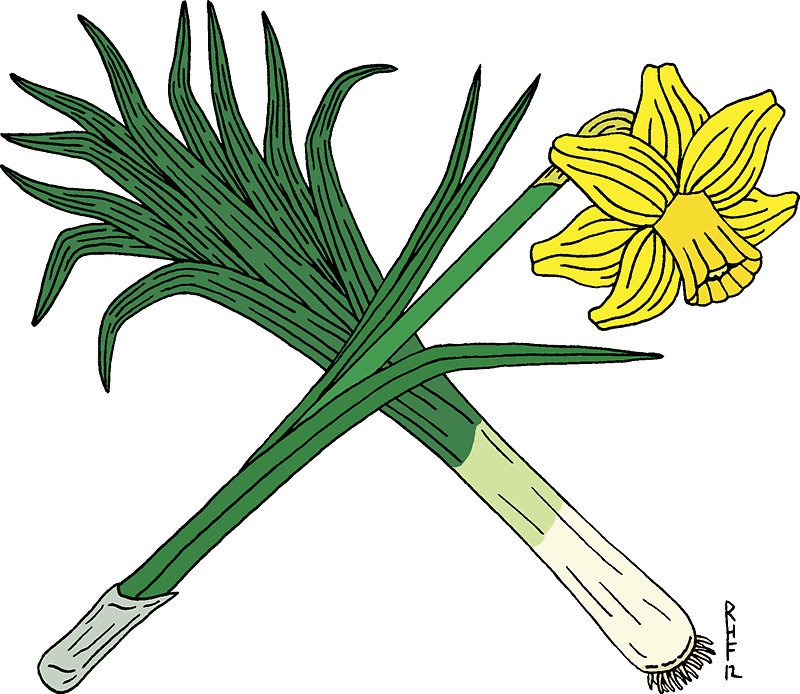 800x694 Leek And Daffodil Crossed Stickers By Richard Fay Redbubble