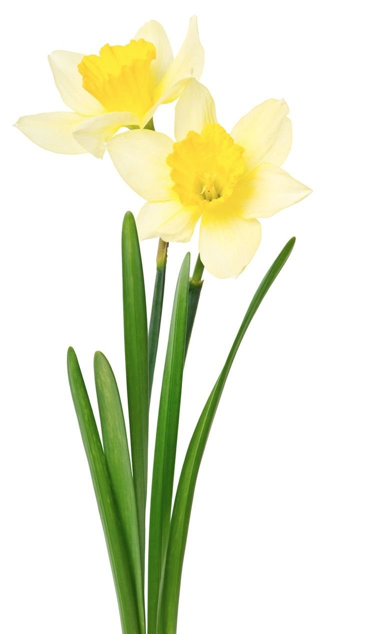 736x1268 646 Best Clipart Images Natal, Christmas Baubles