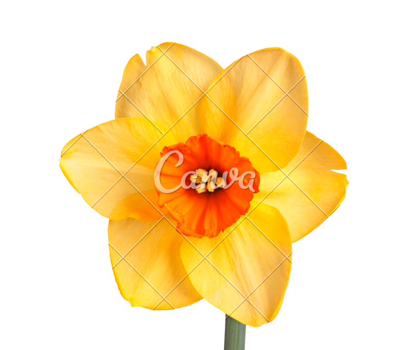 800x684 Single Flower Of A Daffodil Cultivar