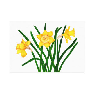 324x324 Watercolour Daffodil Art Amp Framed Artwork Zazzle