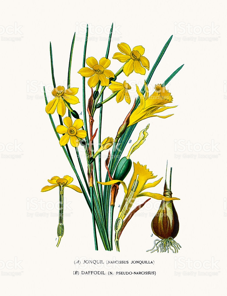 786x1024 Jonquil Clip Art Cliparts