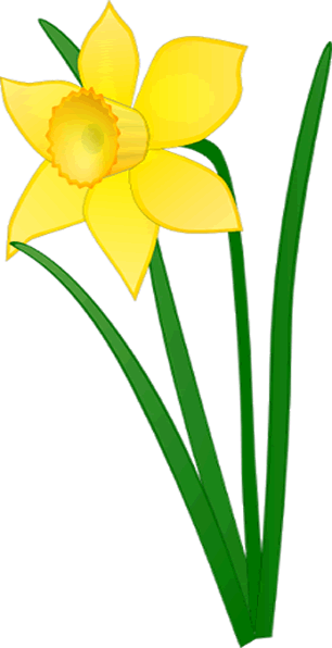 306x596 Czeshop Images Daffodil Flower Clip Art