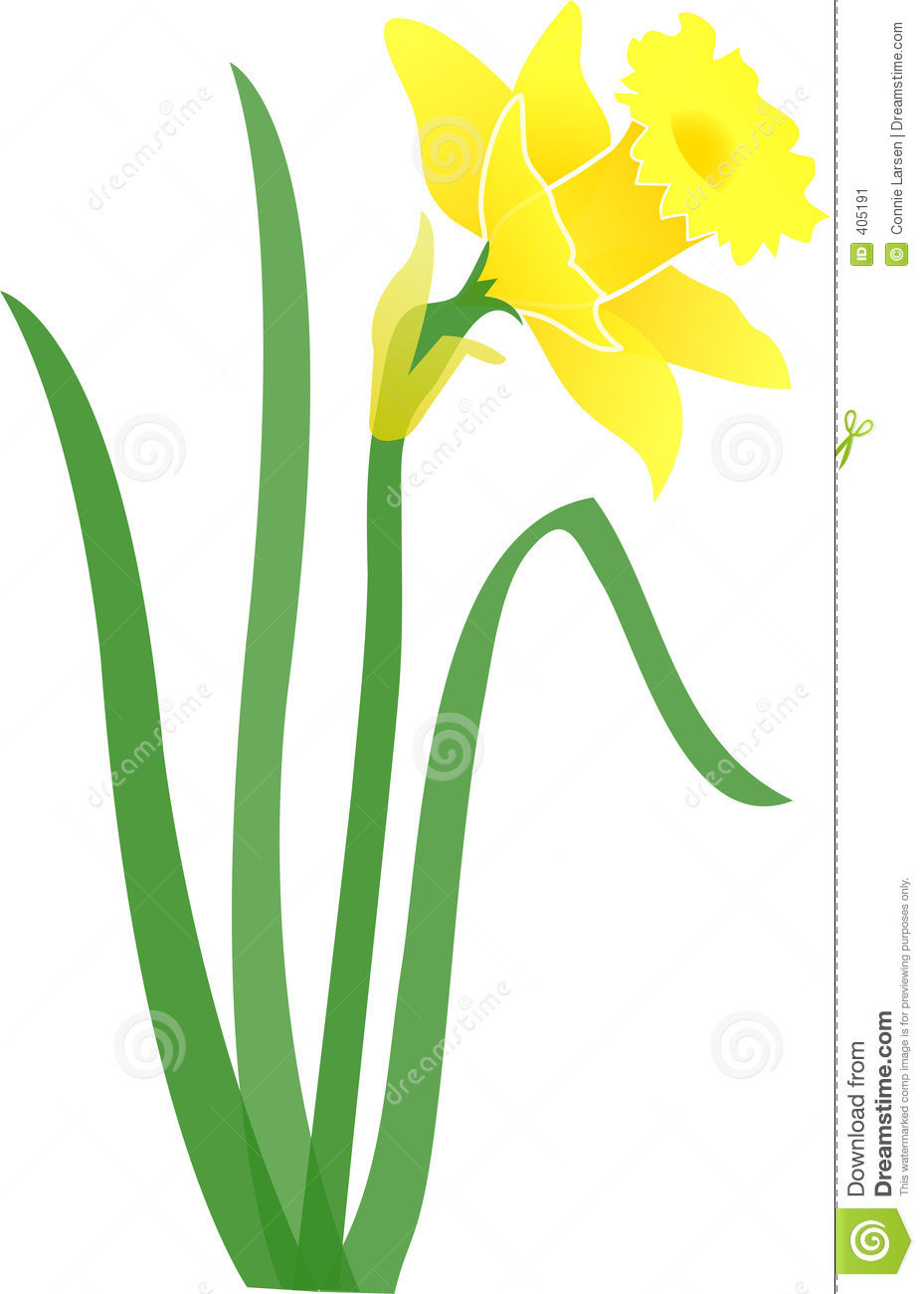929x1300 Daffodil Graphics