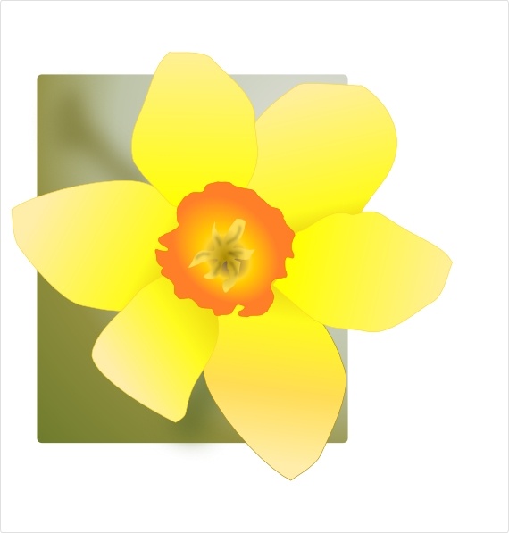 570x597 Daffodil Vector Free Download Free Vector Download (17 Free Vector
