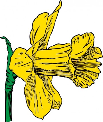 359x425 Daffodils Pictures
