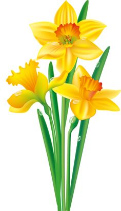 236x412 Yellow Flower Clipart Daffodil