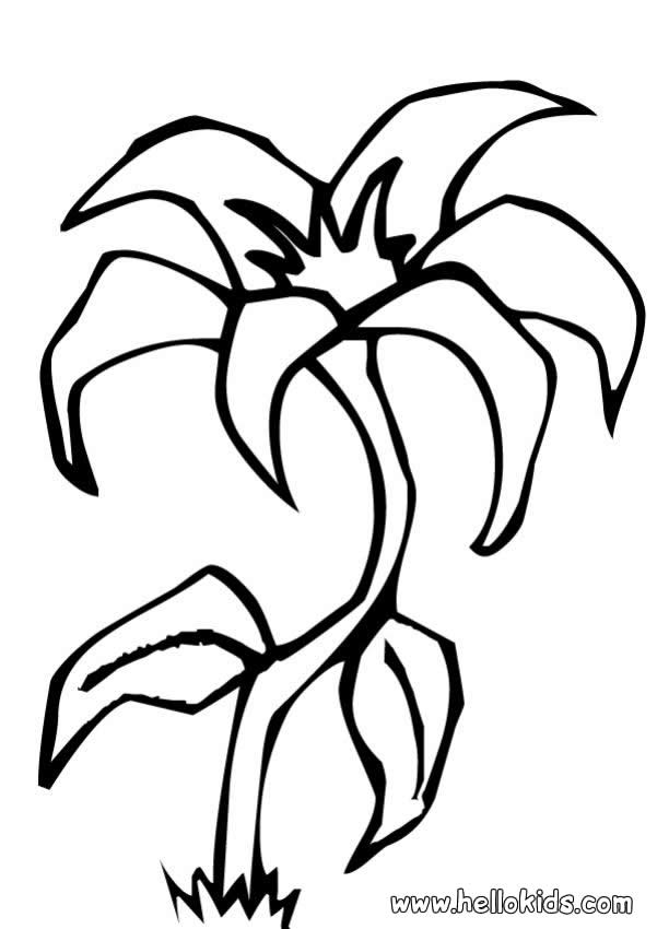 601x850 Daffodil Coloring Pages Many Interesting Cliparts