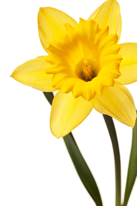 466x700 Daffodil Pictures