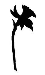 150x248 Daffodil Outline Black And White Design Daffodils
