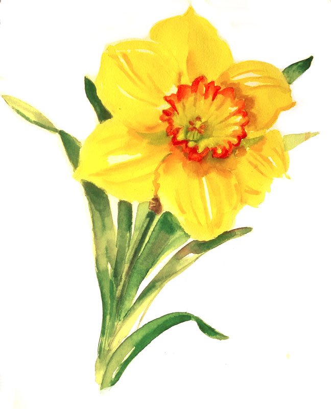 648x801 Daffodils Andrea Brooks Studio