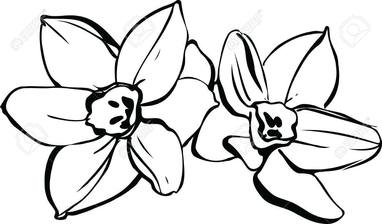 1300x763 Daffodil Vector Graphic Fiori Idea Immagine