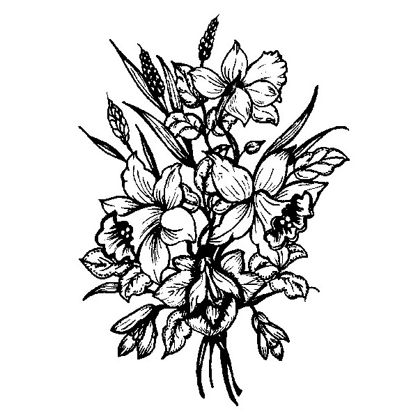 600x600 Drawn Daffodil Black And White