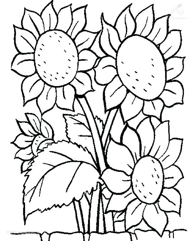 616x770 Flowers Coloring Pages Daffodils Flower
