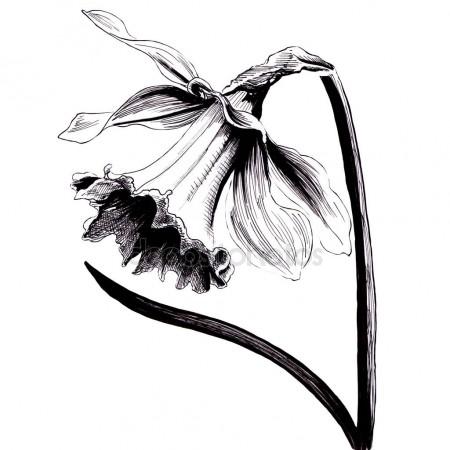 450x450 Flowers Of Daffodils. Drawing Ink. Spring Flower. Wallpaper