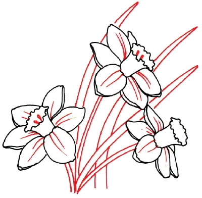400x392 How To Draw A Daffodil In 5 Steps Daffodils, Drawings And Art
