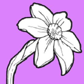 275x275 How To Draw A Narcissus Or Daffodil Flower With Easy Step By Step