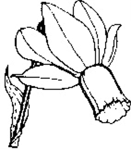 444x503 Royal Horticultural Society System Of Daffodil Classification Page