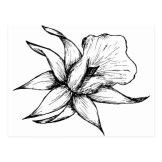 324x324 Vintage Daffodil Postcards Zazzle