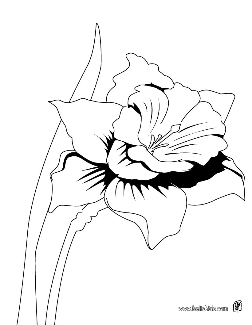 820x1060 Wild Daffodil Coloring Pages