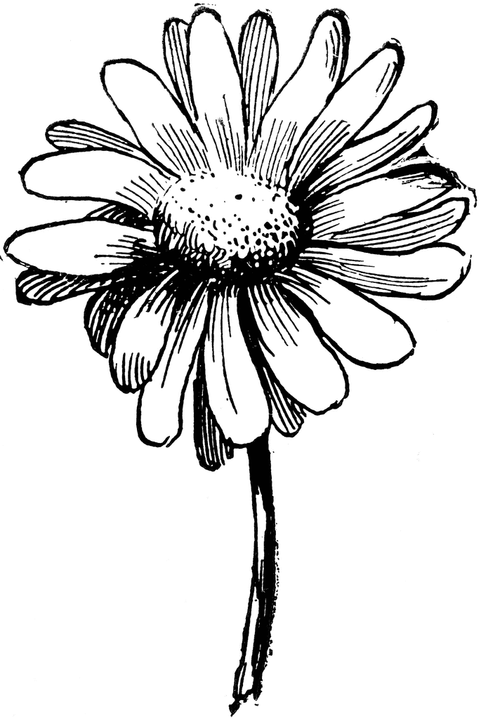 685x1024 Daisy Hand Drawn Clipart
