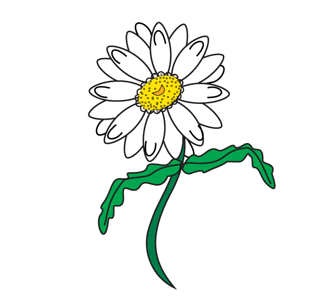 678x600 How To Draw A Daisy Easy Drawing Guides