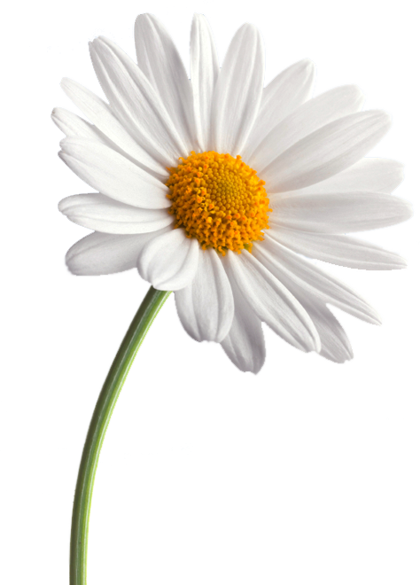 Daisy Images | Free download on ClipArtMag