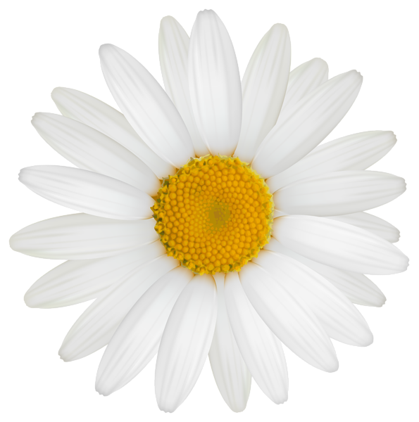 595x600 Daisy Clipart Flower Head