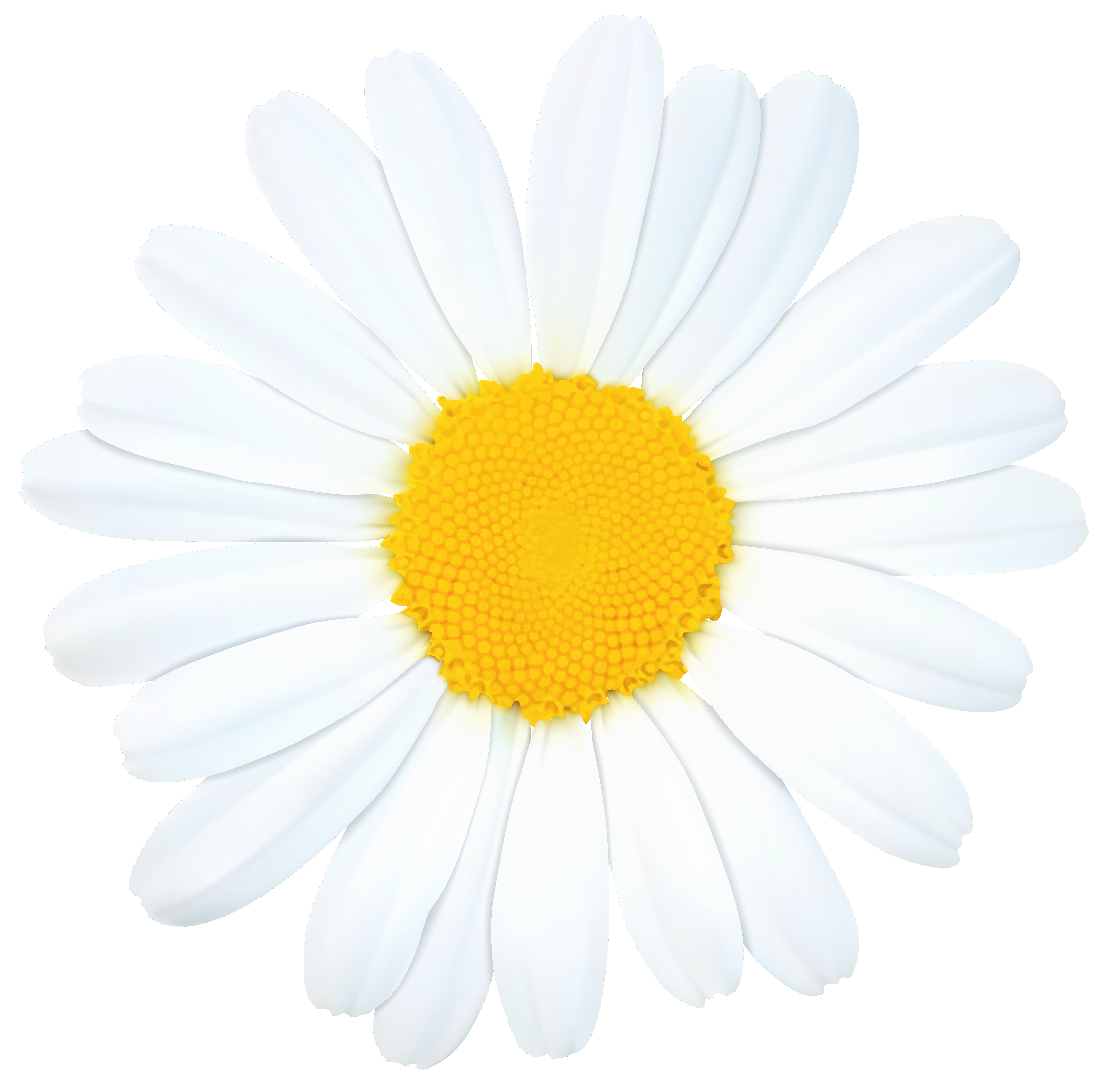 8000x7910 Realistic Clipart Daisy