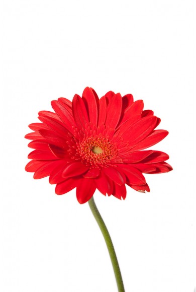 390x580 Red Daisy Clipart