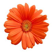 170x170 Stock Photo Of Orange Gerbera Daisy K0911464