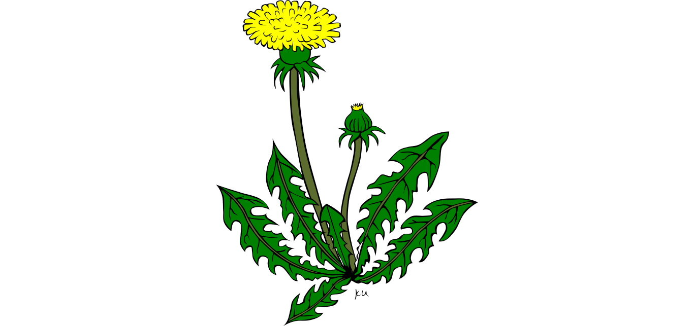 1366x643 Dandelion Control Clip Art Cliparts