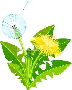 239x299 Dandelion Plant With Yellow Flower Premium Clipart