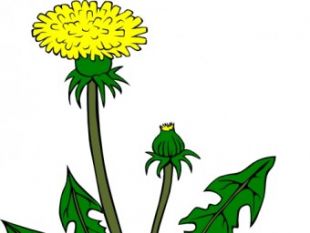 310x233 Dandelion Vector Free Free Vectors Ui Download