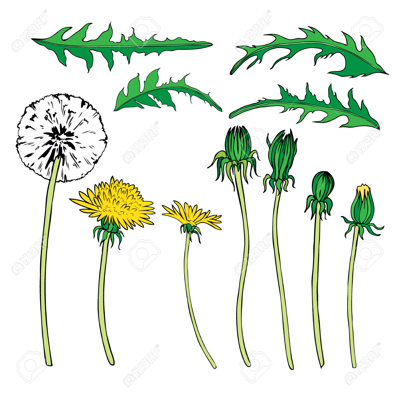 1300x1300 Dandelion Clipart Sketch