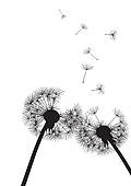 120x170 Clip Art Of Black Dandelions On White K17050249